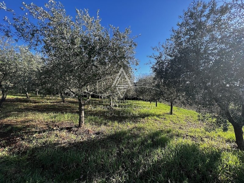 Istria, Tar, Terreno agricolo con uliveto in vendita