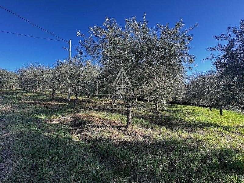 Istria, Tar, Terreno agricolo con uliveto in vendita