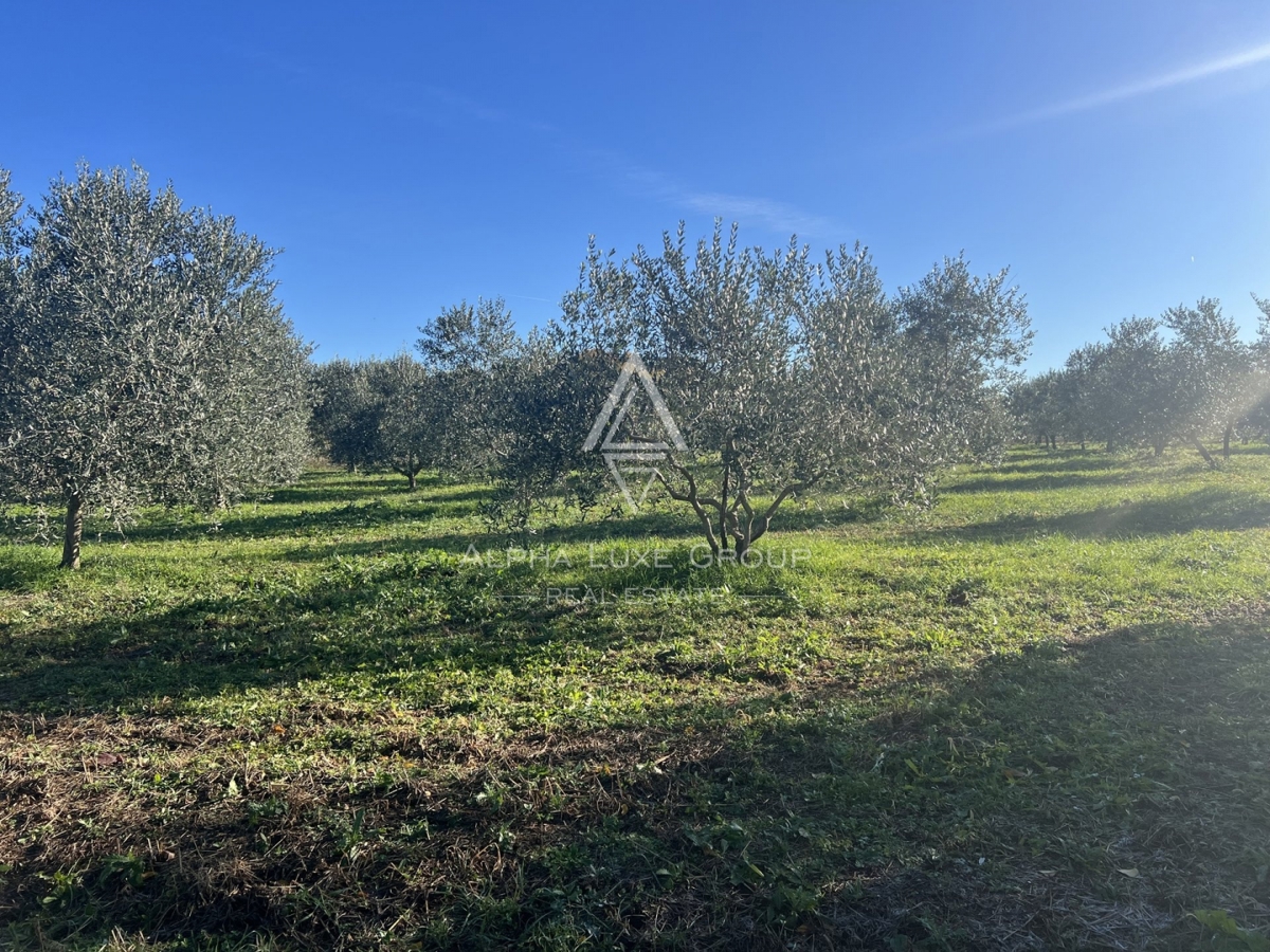 Istria, Tar, Terreno agricolo con uliveto in vendita