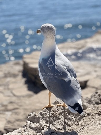 Labin, Istria: Incantevole Casa con Piscina in un Ambiente Tranquillo