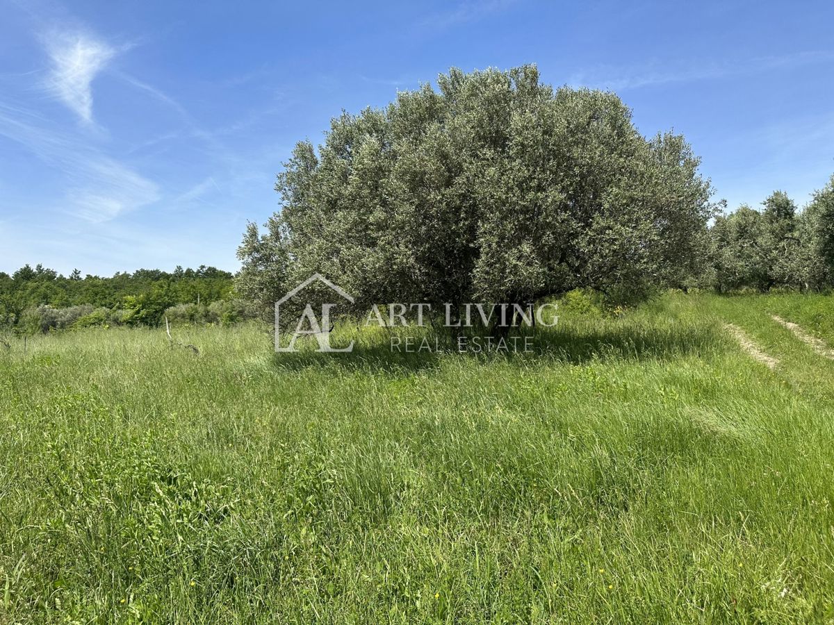 Istria, Buie, dintorni - ampio terreno agricolo in una posizione tranquilla e bella