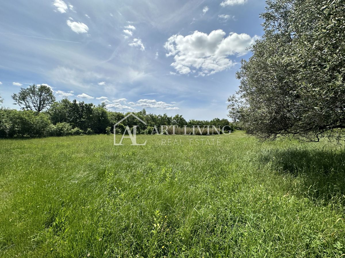 Istria, Buie, dintorni - ampio terreno agricolo in una posizione tranquilla e bella