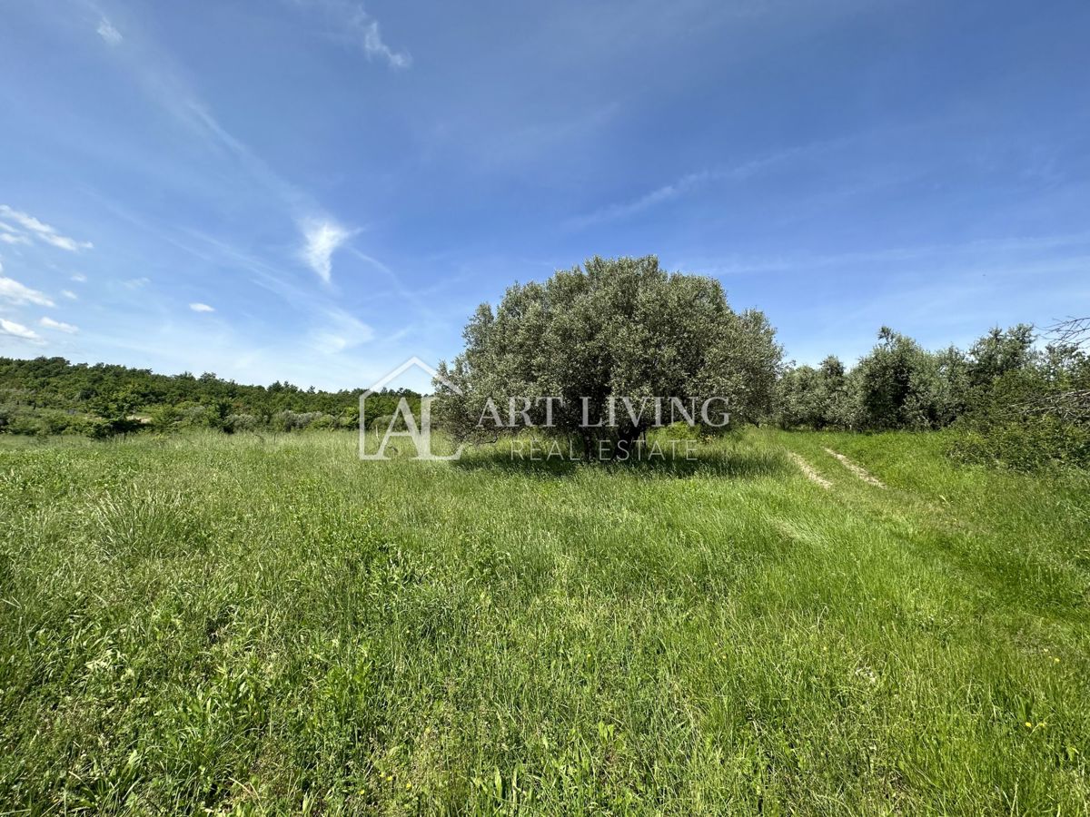 Istria, Buie, dintorni - ampio terreno agricolo in una posizione tranquilla e bella