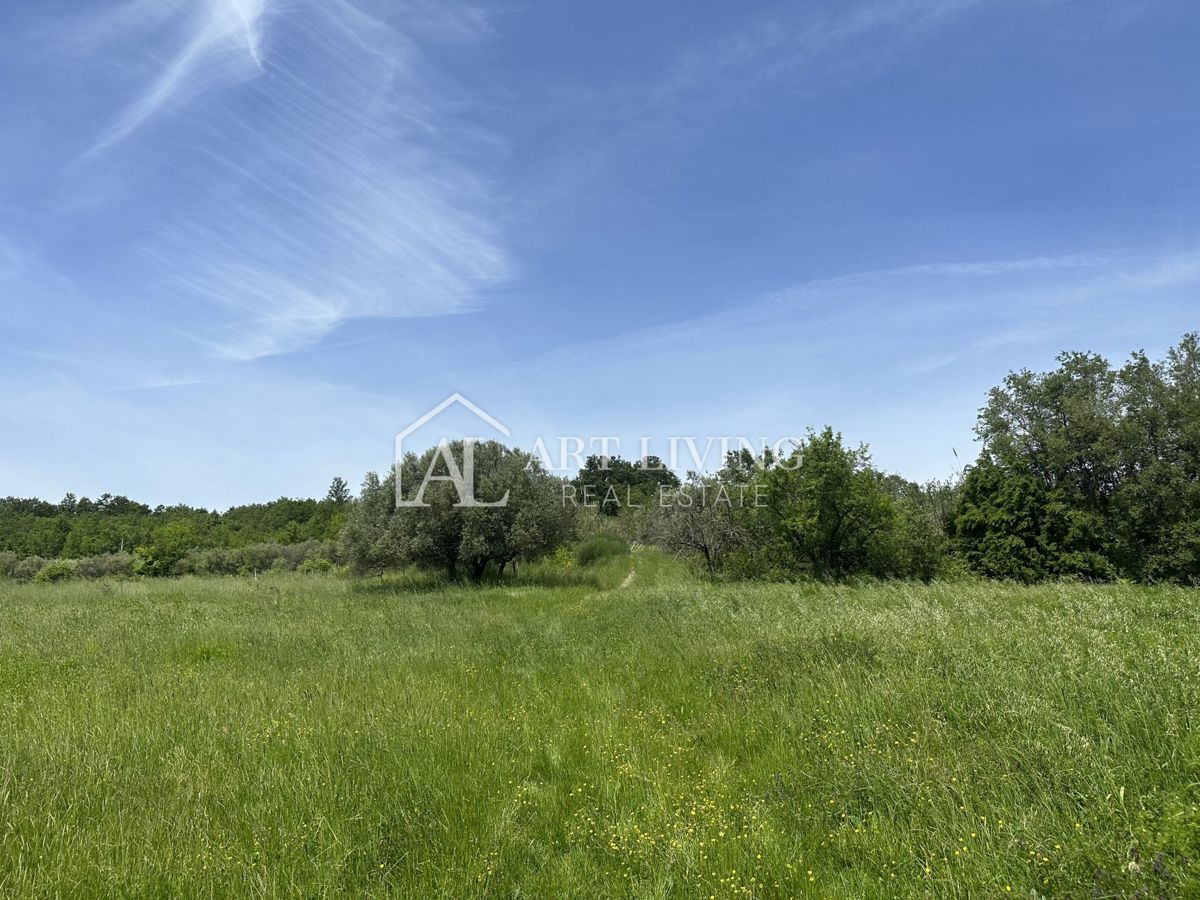 Istria, Buie, dintorni - ampio terreno agricolo in una posizione tranquilla e bella