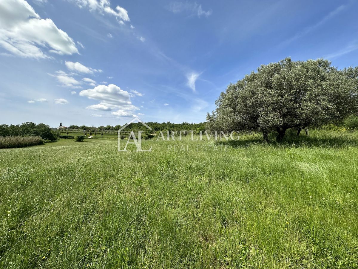 Istria, Buie, dintorni - ampio terreno agricolo in una posizione tranquilla e bella