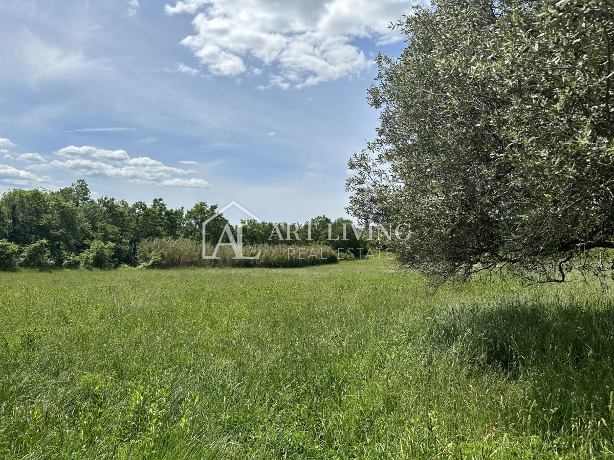 Istria, Buie, dintorni - ampio terreno agricolo in una posizione tranquilla e bella