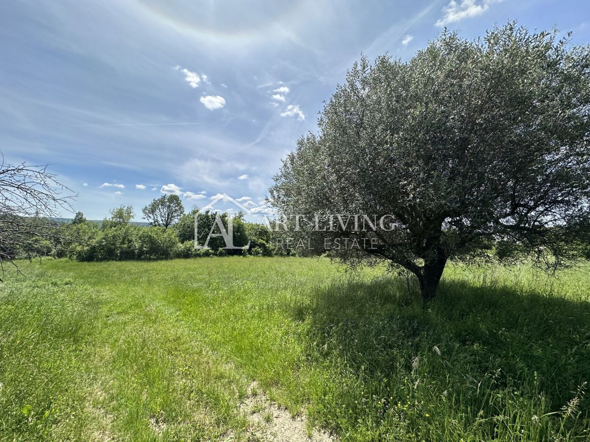 Istria, Buie, dintorni - ampio terreno agricolo in una posizione tranquilla e bella