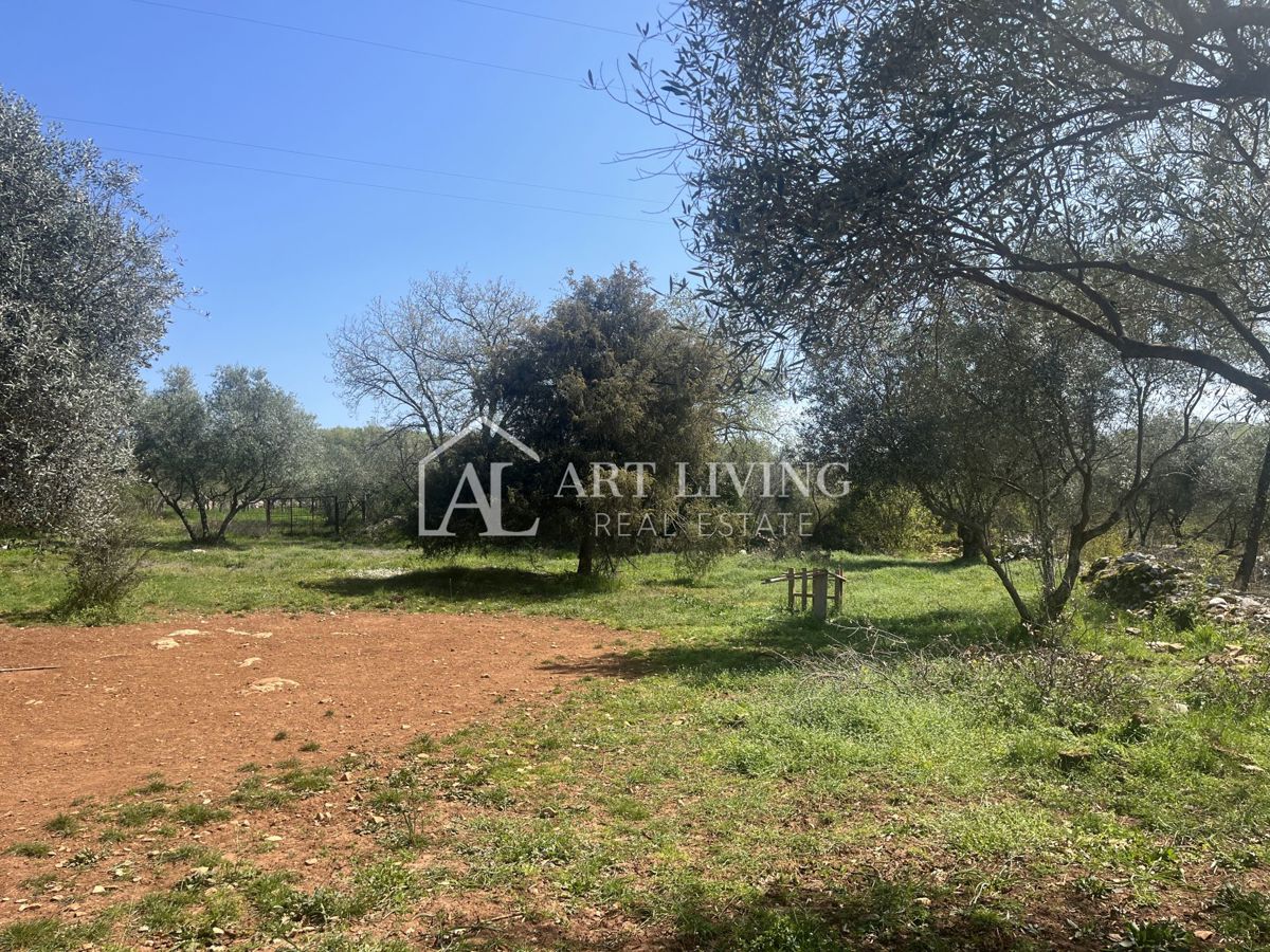 Buie - Kaštel - terreno edificabile 1250 m2, OCCASIONE