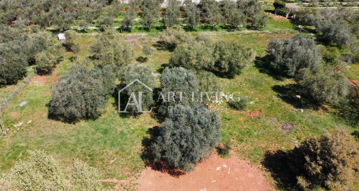 Buie - Kaštel - terreno edificabile 1250 m2, OCCASIONE