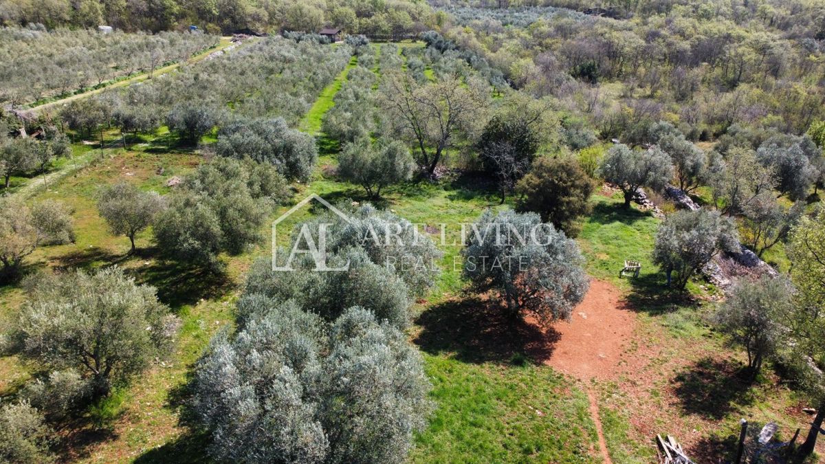 Buie - Kaštel - terreno edificabile 1250 m2, OCCASIONE