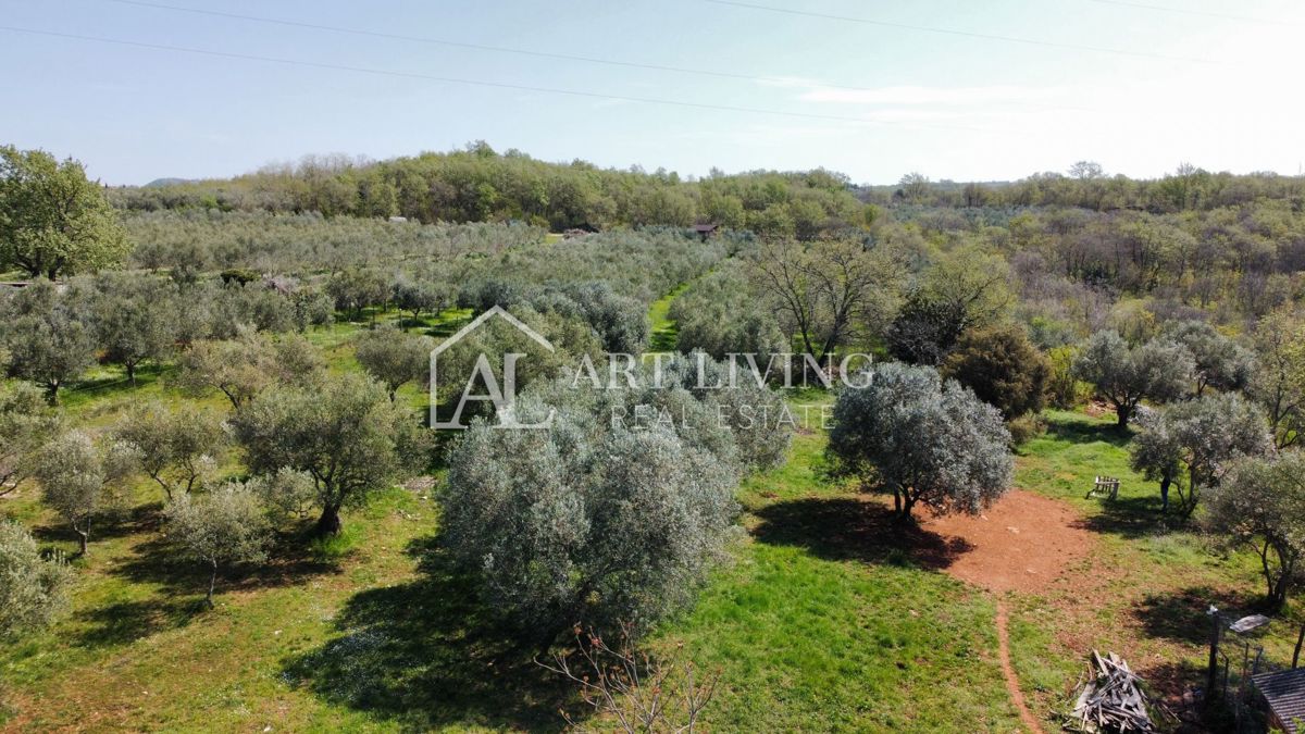 Buie - Kaštel - terreno edificabile 1250 m2, OCCASIONE