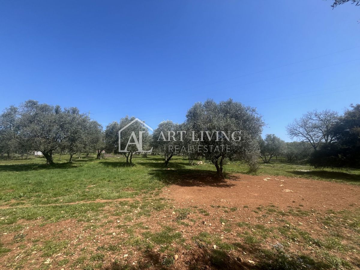 Buie - Kaštel - terreno edificabile 1250 m2, OCCASIONE