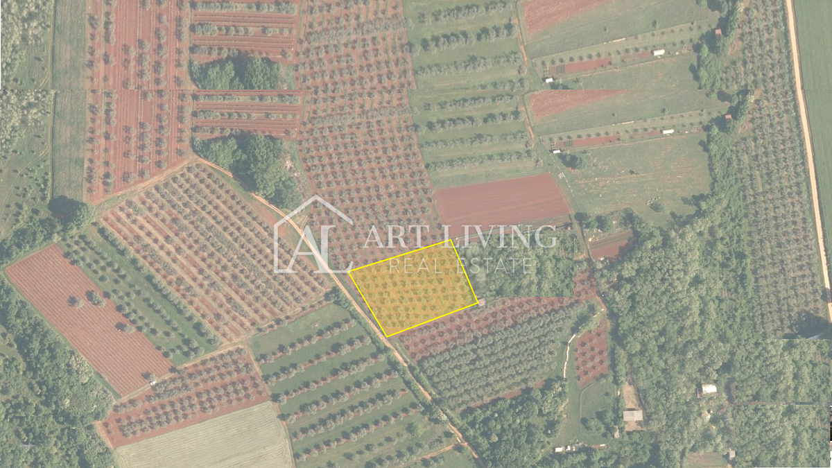 Istria, Zona di Novigrad – Terreno Agricolo di Valore con Uliveto