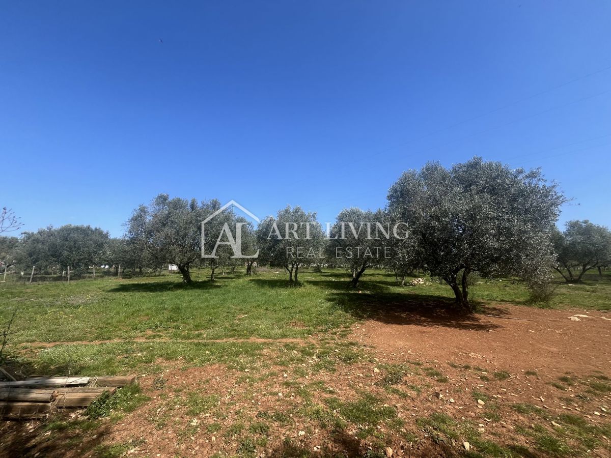 Buje - Kaštel - OPPORTUNITÀ, terreno edificabile 1200 m2