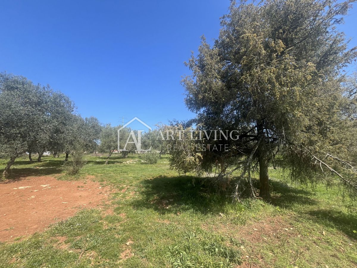 Buje - Kaštel - OPPORTUNITÀ, terreno edificabile 1200 m2