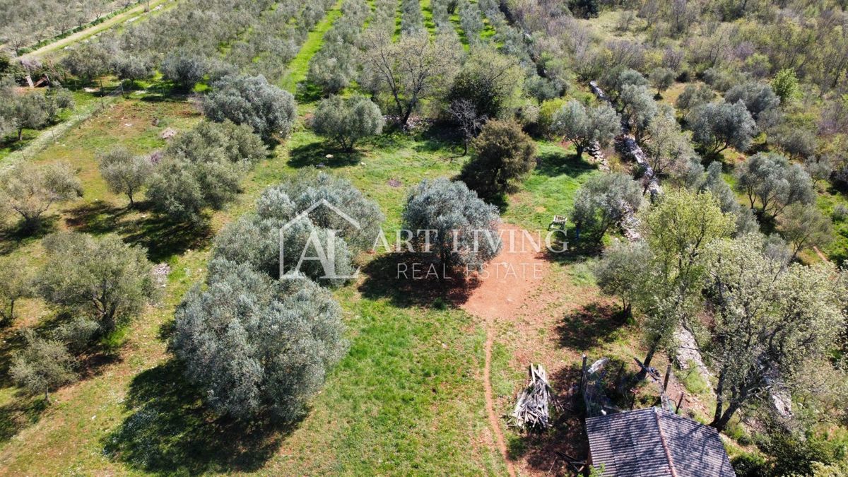 Buje - Kaštel - OPPORTUNITÀ, terreno edificabile 1200 m2