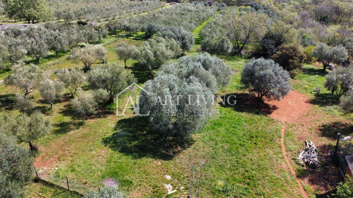 Buje - Kaštel - OPPORTUNITÀ, terreno edificabile 1200 m2