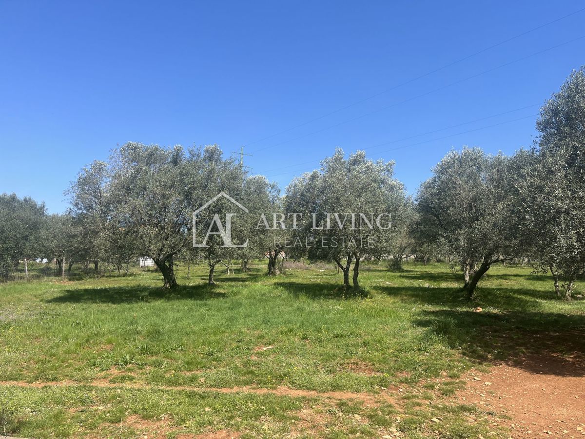 Buje - Kaštel - OPPORTUNITÀ, terreno edificabile 1200 m2