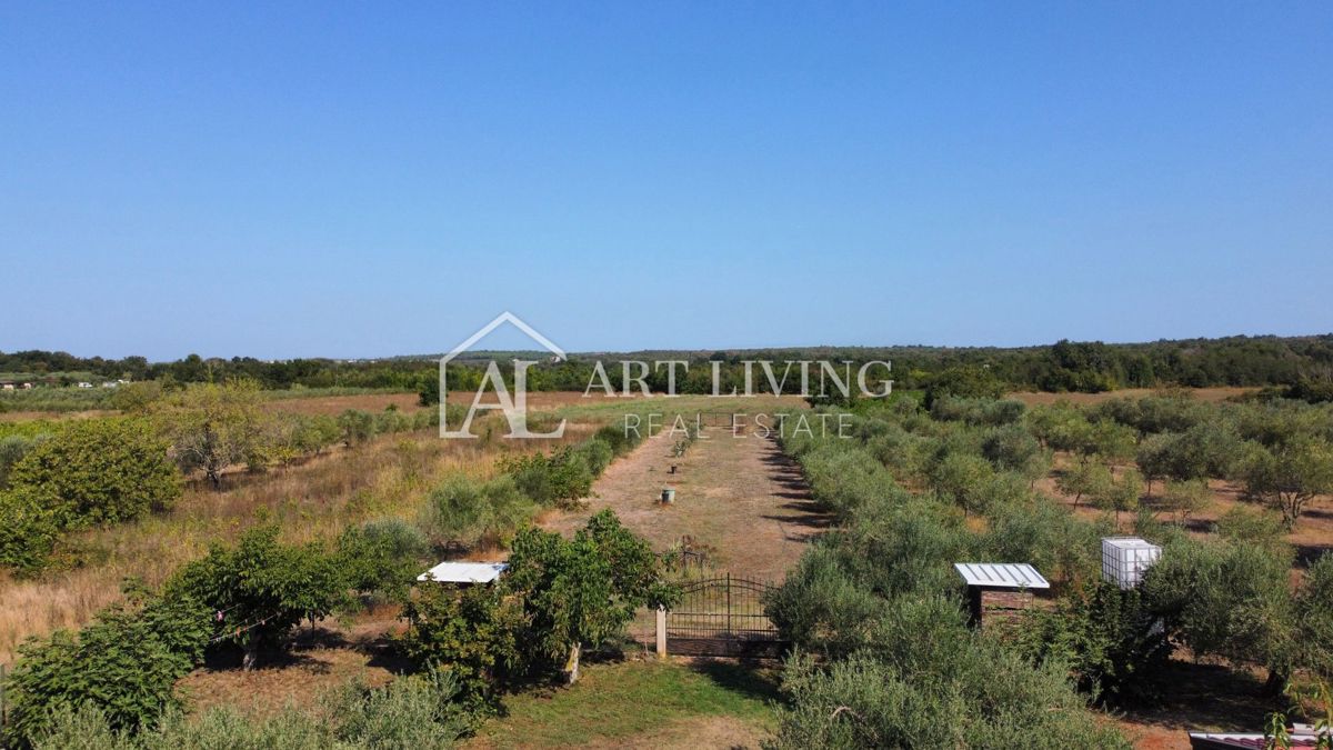 Istria, Umago, dintorni - una spaziosa proprietà con un grande uliveto e una costruzione indipendente