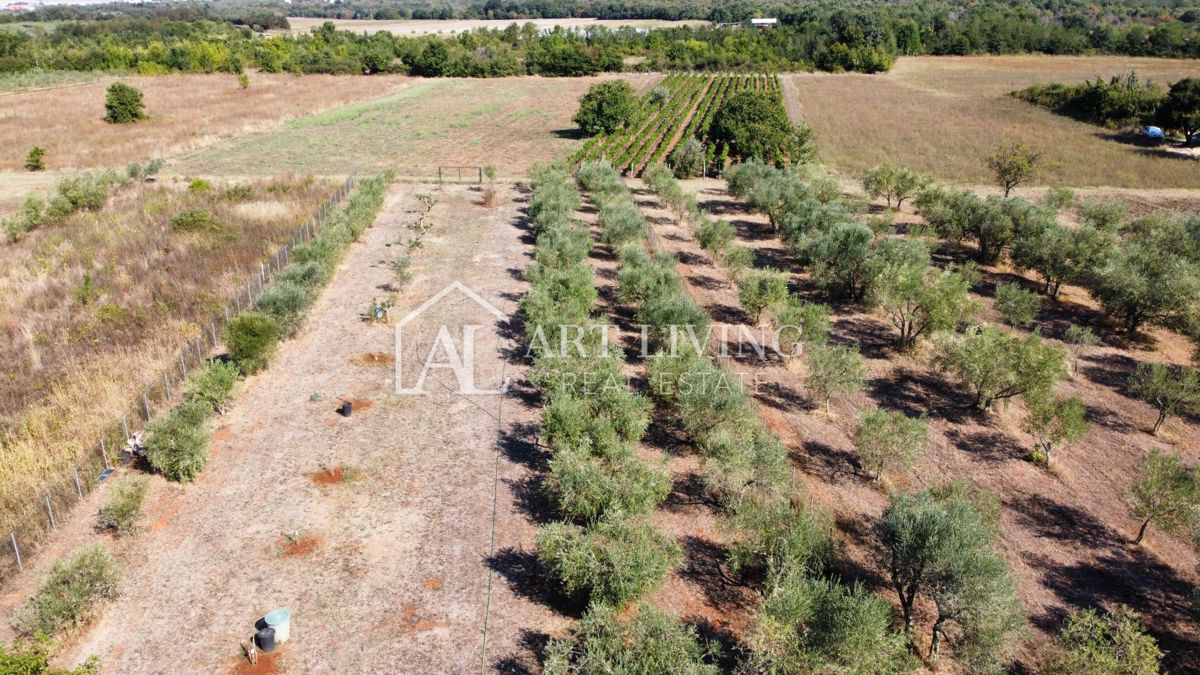 Istria, Umago, dintorni - una spaziosa proprietà con un grande uliveto e una costruzione indipendente