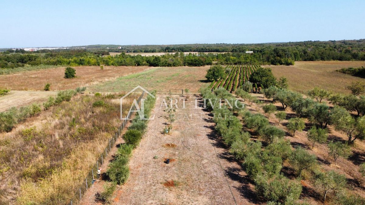 Istria, Umago, dintorni - una spaziosa proprietà con un grande uliveto e una costruzione indipendente
