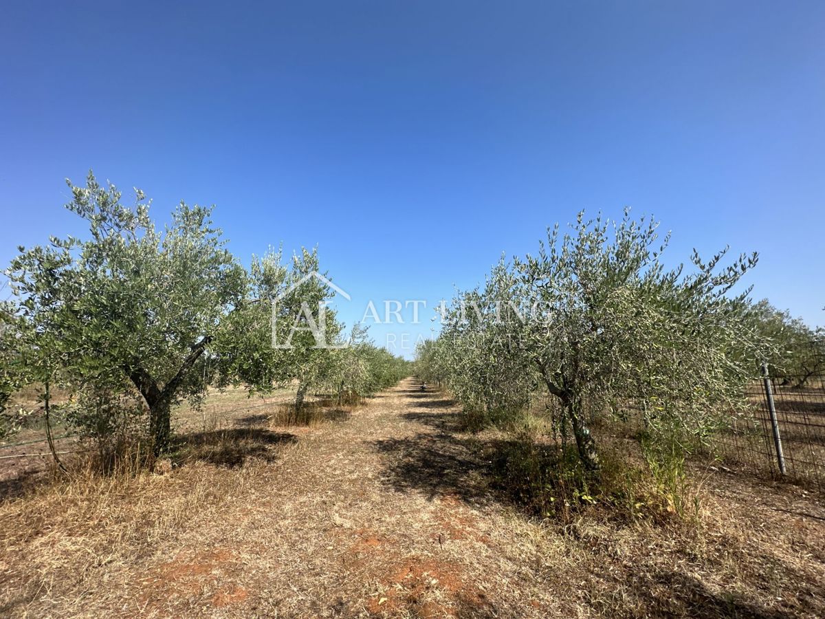Istria, Umago, dintorni - una spaziosa proprietà con un grande uliveto e una costruzione indipendente