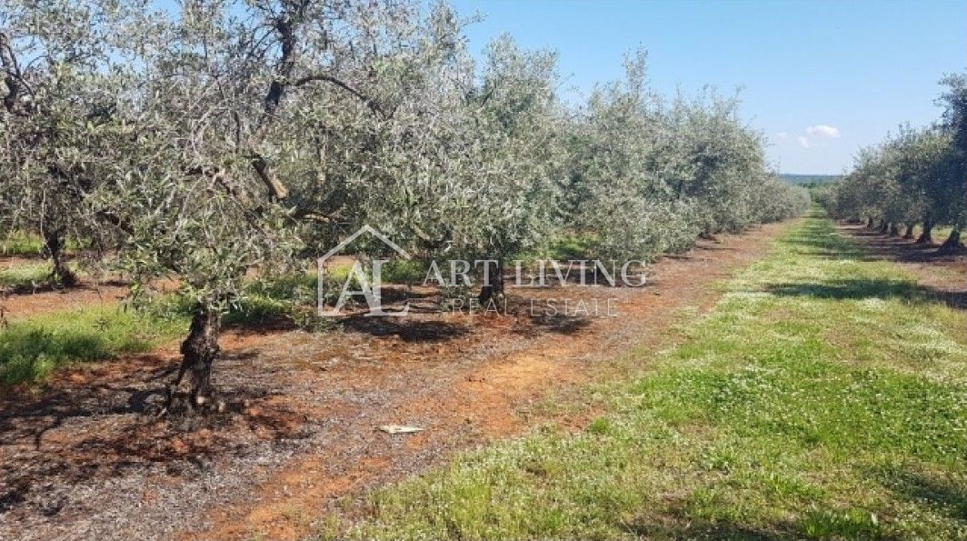 Istria, Zona di Novigrad – Terreno Agricolo di Valore con Uliveto