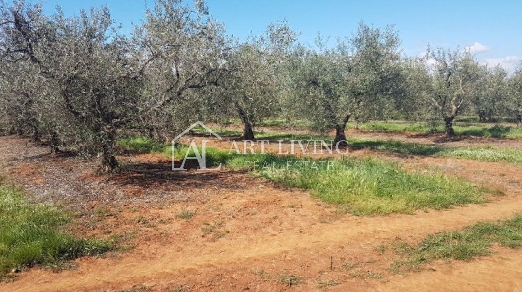 Istria, Zona di Novigrad – Terreno Agricolo di Valore con Uliveto