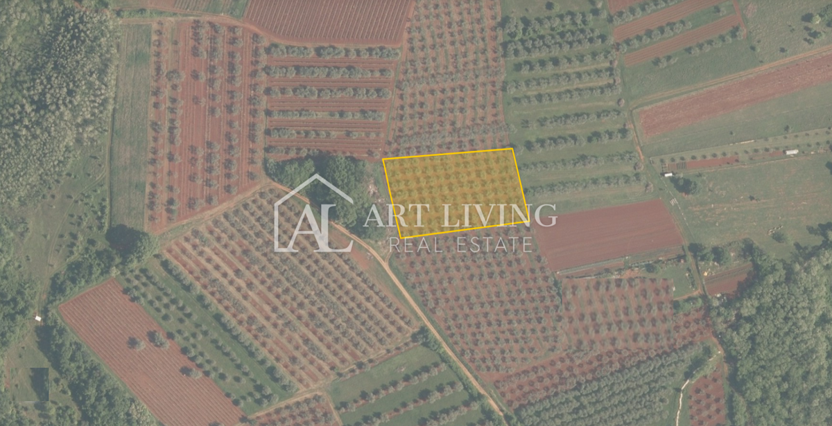 Istria, Zona di Novigrad – Terreno Agricolo di Valore con Uliveto