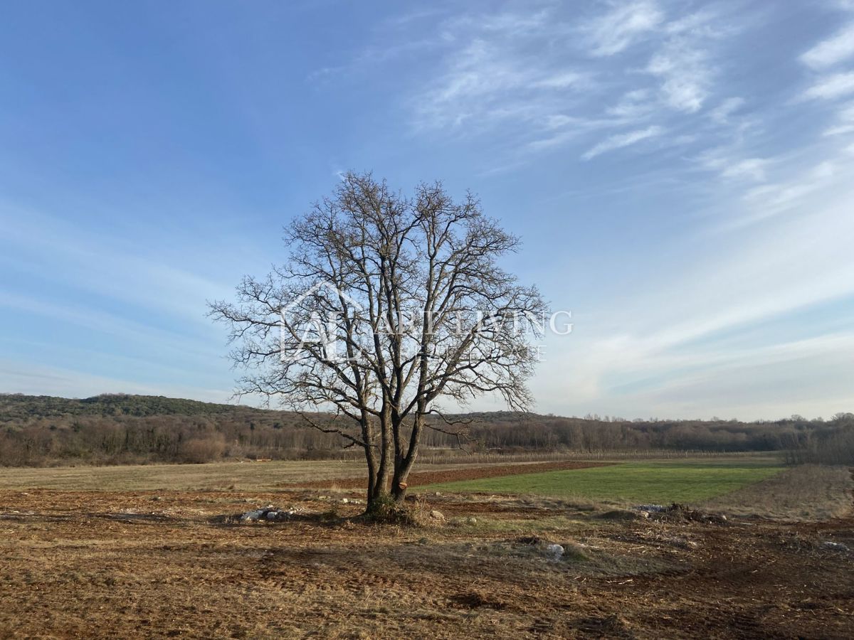 Istria - Valle, Terreno agricolo di pregio 11.200 m2