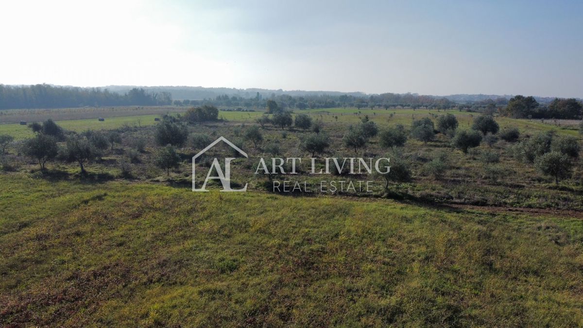 Istria, Zona di Novigrad – Terreno Agricolo Prezioso con Uliveto