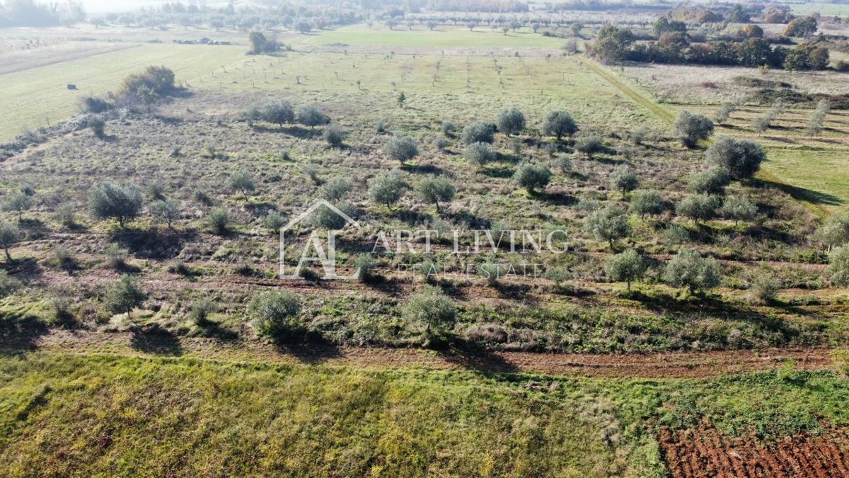 Istria, Zona di Novigrad – Terreno Agricolo Prezioso con Uliveto