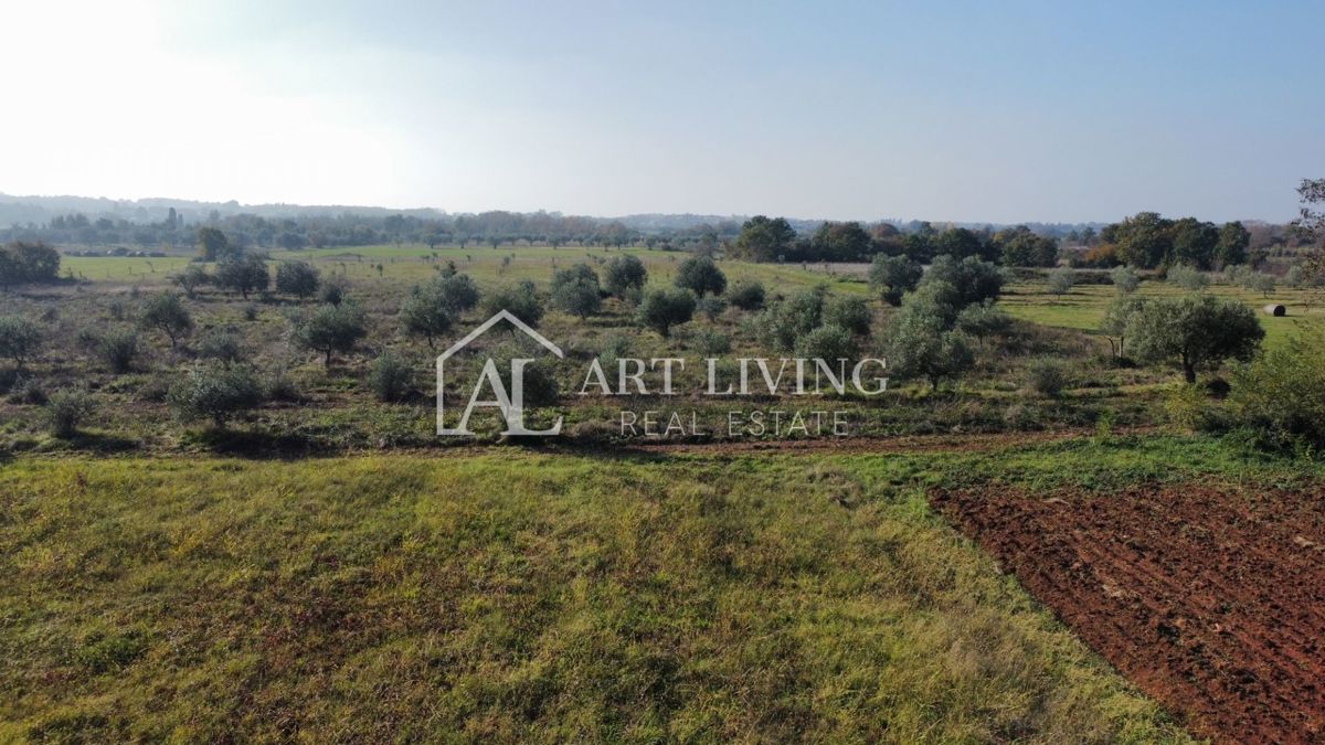 Istria, Zona di Novigrad – Terreno Agricolo Prezioso con Uliveto