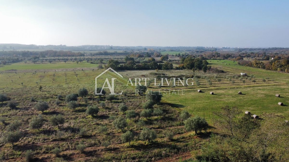 Istria, Zona di Novigrad – Terreno Agricolo Prezioso con Uliveto