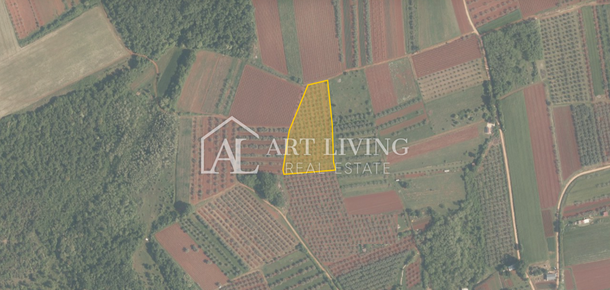 Istria, Zona di Novigrad – Terreno Agricolo Prezioso con Uliveto
