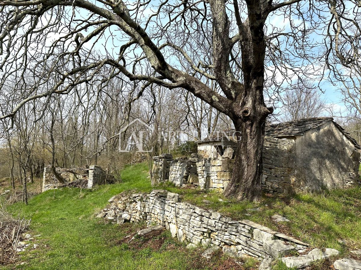 Istria, Grisignana, dintorni - casa autoctona in pietra istriana con 60.000 m2 di terreno