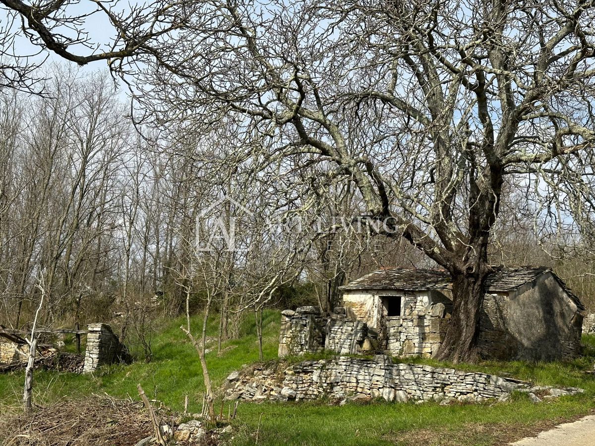 Istria, Grisignana, dintorni - casa autoctona in pietra istriana con 60.000 m2 di terreno