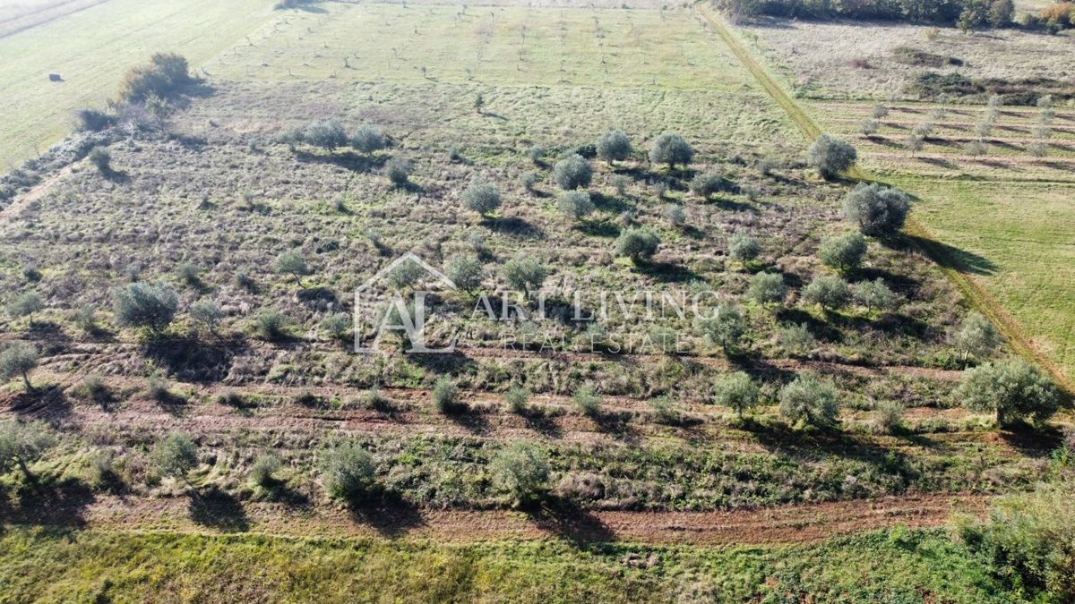Istria, Zona di Novigrad – Bellissimo Terreno Agricolo con Uliveto