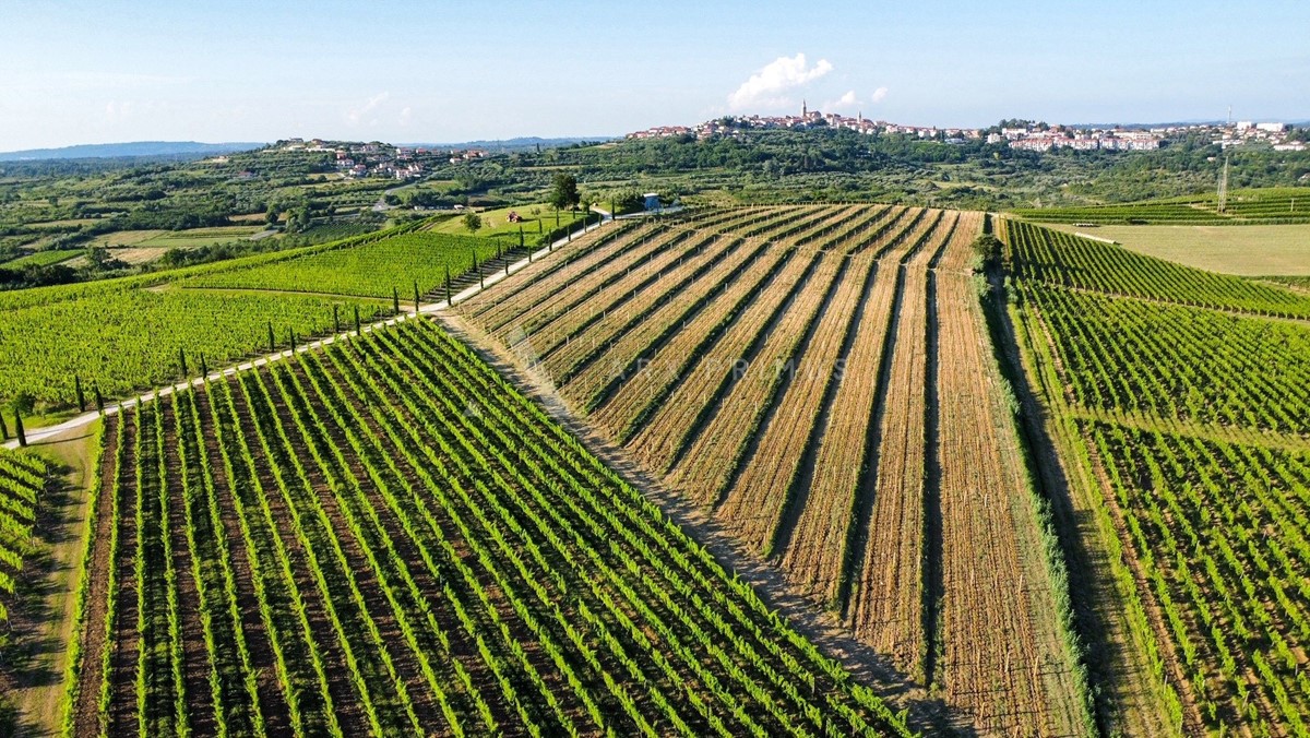 Terreno agricolo in posizione privilegiata, Buje