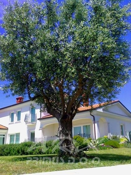 URBANA VILA S BAZENOM