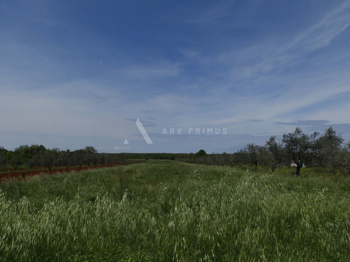 Poljoprivredno zemljište u Petroviji, Umag