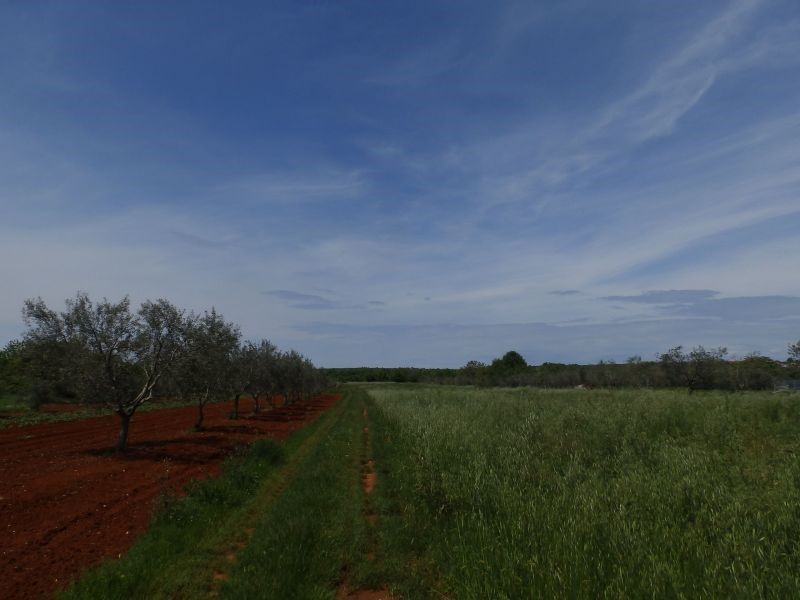 Terreno agricolo a Petrovija, Umago