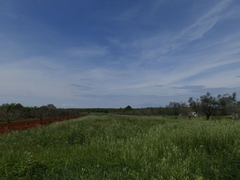 Terreno agricolo a Petrovija, Umago