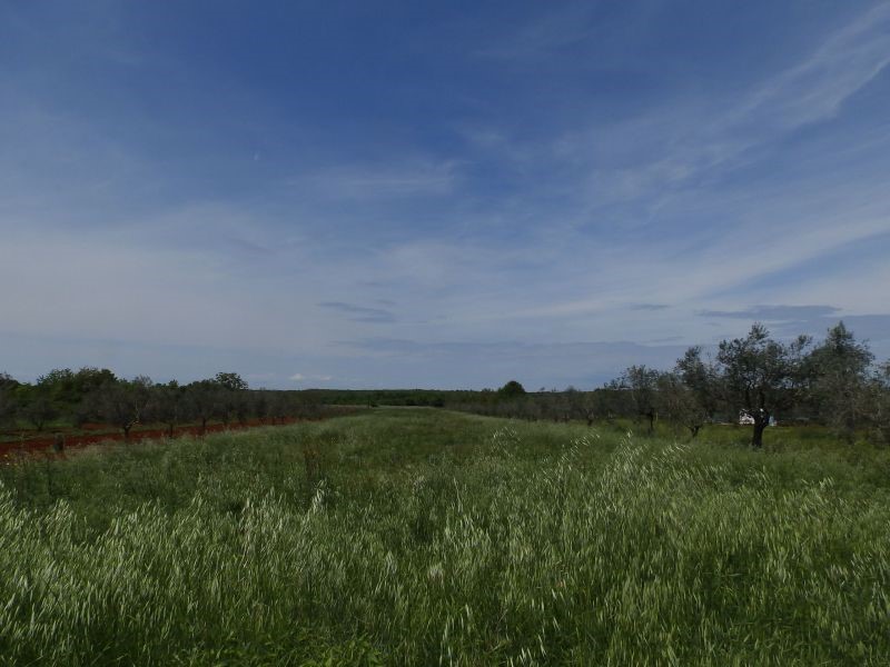 Terreno agricolo a Petrovija, Umago