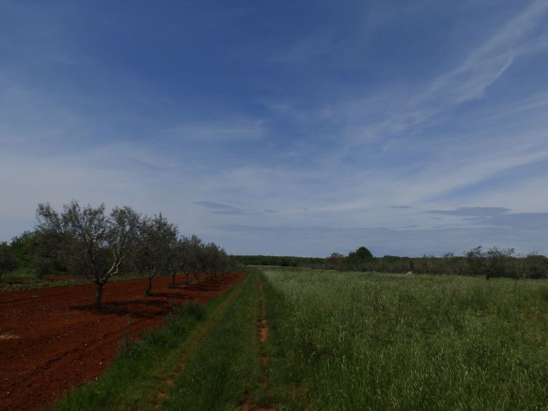 Terreno agricolo a Petrovija, Umago