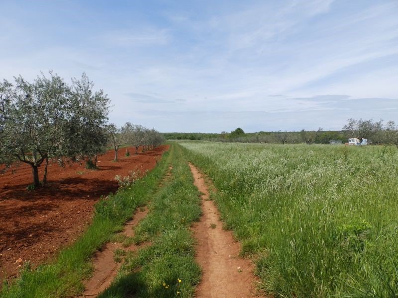 Terreno agricolo a Petrovija, Umago