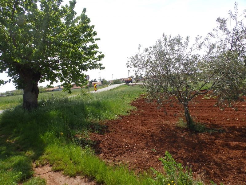 Terreno agricolo a Petrovija, Umago