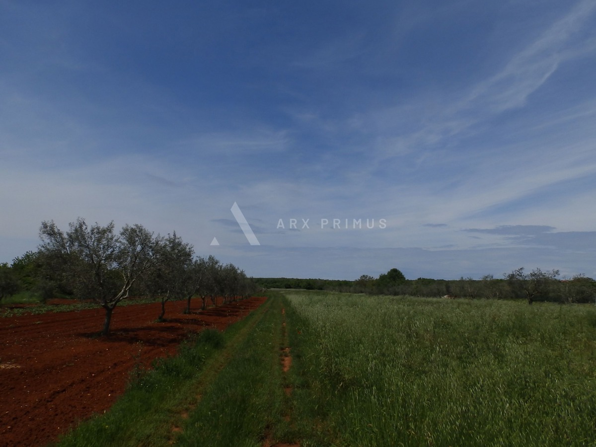 Poljoprivredno zemljište u Petroviji, Umag