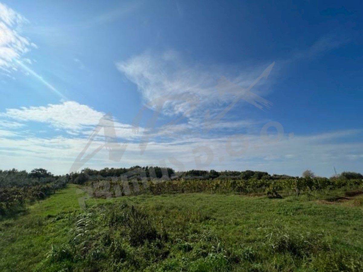 Terreno agricolo vicino a Verteneglio