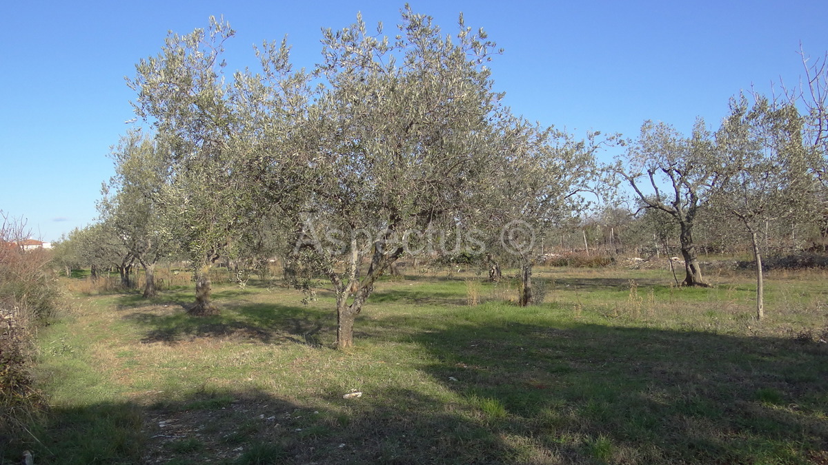 Maslinik, zemljište 2002m2 uz građevinsko područje, Peroj